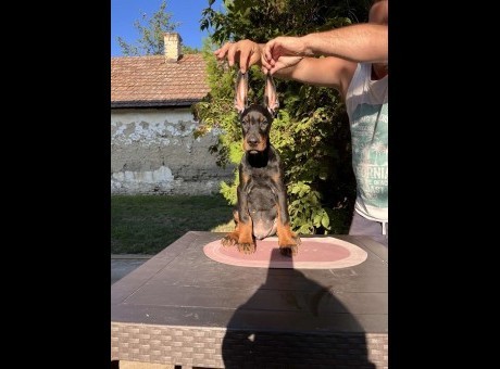 2  doberman  cl0825.jpg